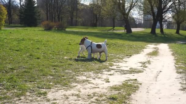 Adorables chiens généalogiques domestiques jouent et courent dans le parc — Video