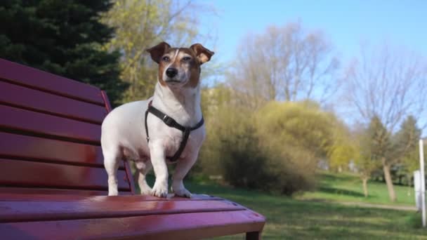 Beyaz ve kahverengi renkli köpek ahşap parktaki bankta oturuyor. — Stok video