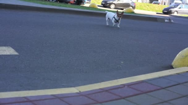 Lovely white pedigreed dog runs across wide asphalt road — Stock Video