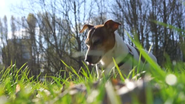 Komik Jack Russell Terrier çimenlerde oturur ve aktif olarak koklar. — Stok video