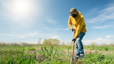 Eldivenli ve maskeli emekli sebze bahçesini kazıyor.