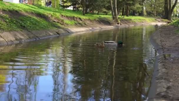 Några ankor driva på liten lokal sjö yta och äta — Stockvideo