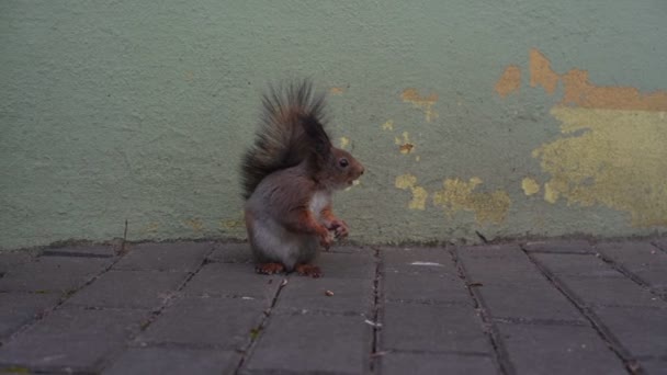 Marrone fuzzy scoiattolo esplora territorio pavimentato vicino parco — Video Stock