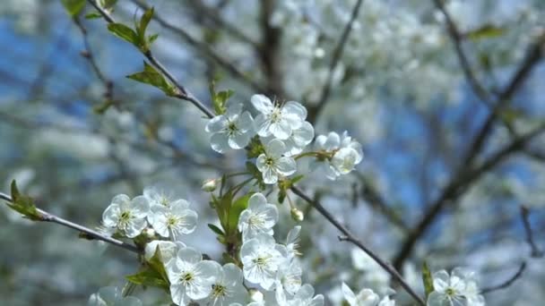 Солнце зажигает маленькие белые цветы вишни на ветках крупным планом — стоковое видео