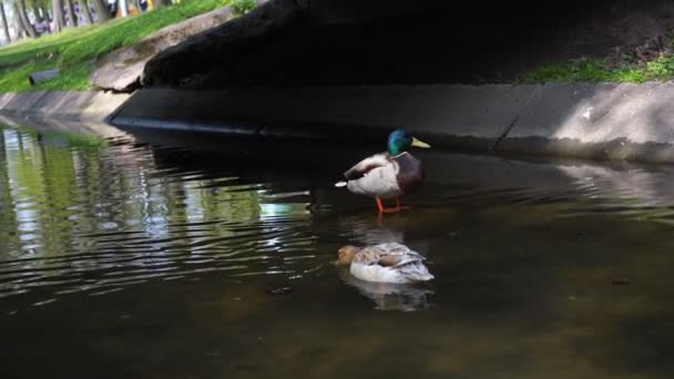 Смішні качки на місцевій річковій воді під мостом у парку — стокове відео