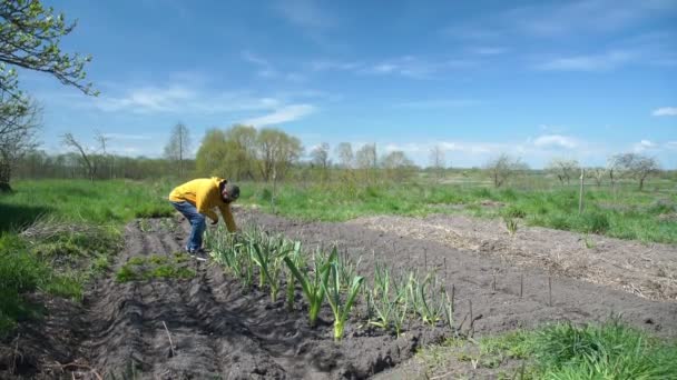 Hombre con capucha comprueba el crecimiento del puerro contra el campo y el cielo azul — Vídeos de Stock