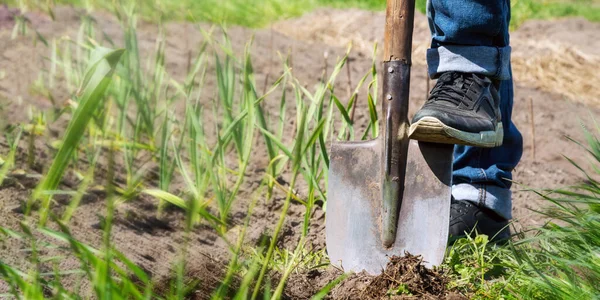 Людина нога копає грунт лопатою на городі крупним планом — стокове фото