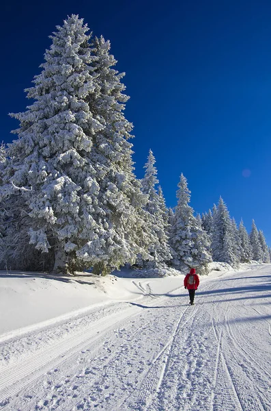 Pista en el bosque de invierno en un día soleado, estación de esquí de montaña Kopaonik, Serbia — Foto de Stock