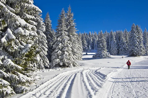 Track in winter forest on a sunny day, Mountain ski resort Kopaonik, Serbia — Stock Photo, Image