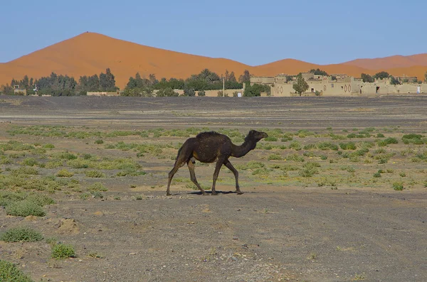 砂丘、サハラ、モロッコにフィールドで歩いているラクダ — ストック写真