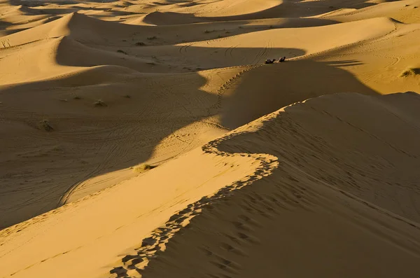 iki deve Fas güneyinde Sahara Çölü'nde kabuklarıyla bir dinlenme