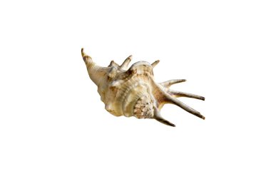 Beyaz arkaplanda deniz kabuğu