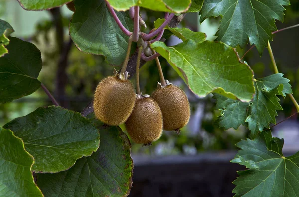 Kivi dal, Mediterranean