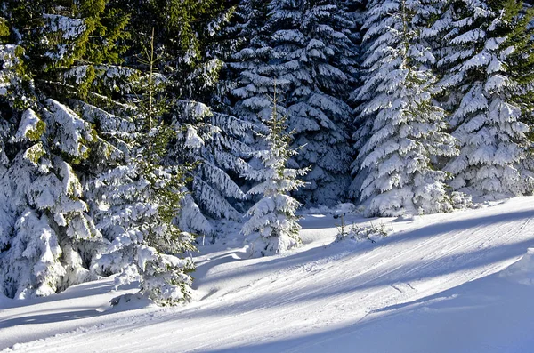 güneşli bir günde, dağ Kayak Merkezi Kopaonik, Sırbistan kış ormanda izlemek