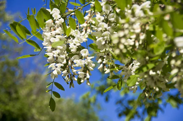 Bahar çiçeği ağaç arka plan