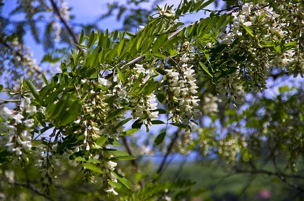 Bahar çiçeği ağaç arka plan