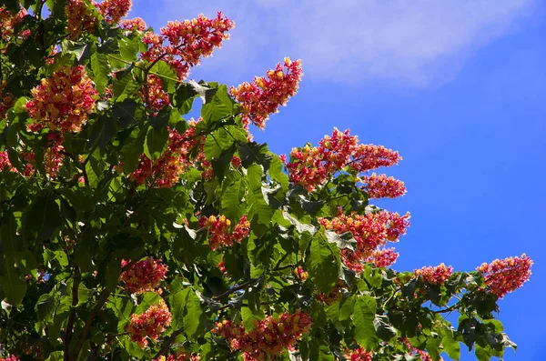 Bahar çiçeği ağaç arka plan