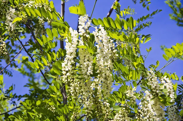 Bahar çiçeği ağaç arka plan