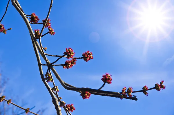 mavi gökyüzü arka plan ağaçta çiçeği
