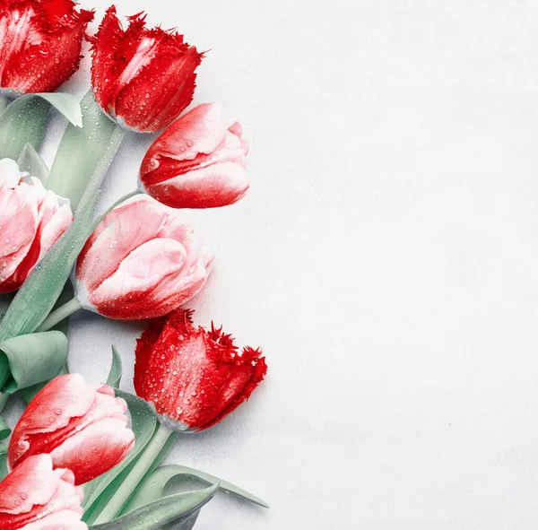 赤いチューリップの背景 トップビュー 春祭りの花 花の作曲 春休みと挨拶のコンセプト デザインのスペースをコピー — ストック写真