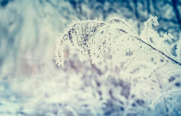 霜や雪に覆われた草や小枝で冬の自然背景 — ストック写真