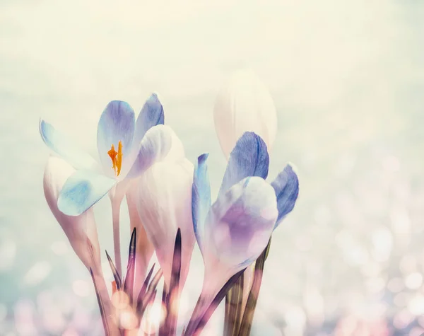 Eerste Krokussen Met Bokeh Lente Bloeiende Natuur Achtergrond Close — Stockfoto