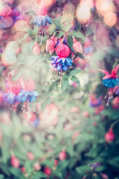 Όμορφα Φούξια Λουλούδια Στον Κήπο Του Καλοκαιριού Φλοράλ Φόντο Της — Φωτογραφία Αρχείου