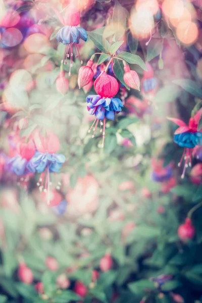 Hermosas Flores Fucsia Jardín Verano Fondo Naturaleza Floral — Foto de Stock