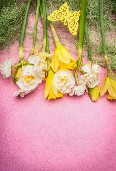 春光背景 各种水仙花 粉红背景装饰 顶视图 — 图库照片