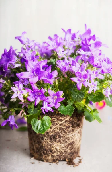 Vackra Bell Blommor Med Rot För Transplantationer Rabatten — Stockfoto