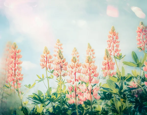 Verão Belas Flores Jardim Com Pastel Lupines Florescendo Fundo Natureza — Fotografia de Stock