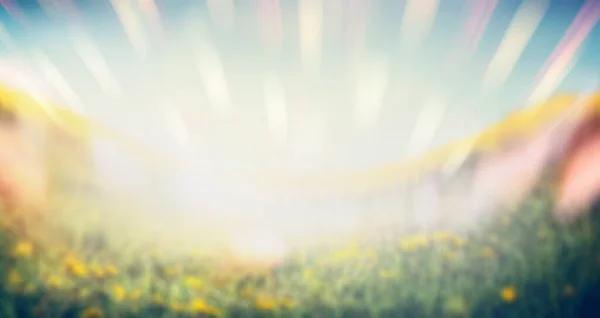 Blurred Summer Nature Background Flowers Grass Sun Rays — Stock Photo, Image