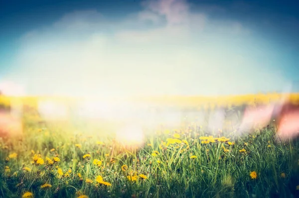 Letní Příroda Pozadí Pampeliška Květiny Tráva Obloze — Stock fotografie