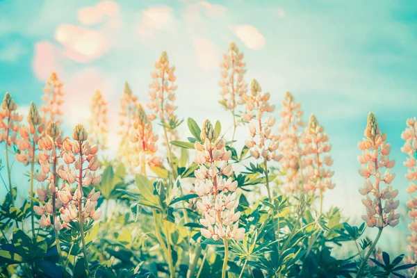 Fundo Natureza Floral Com Tremoços Florescendo Céu Azul Com Iluminação — Fotografia de Stock