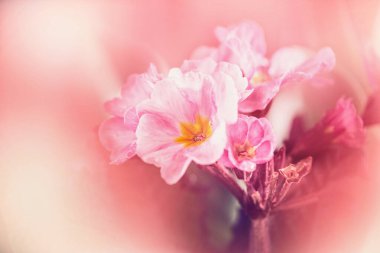Bulanık doğa arka planında pastel pembe çiçekler