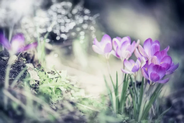 Spring Nature Background Pretty Crocuses Flowers Garden Park Outdoor — Stock Photo, Image