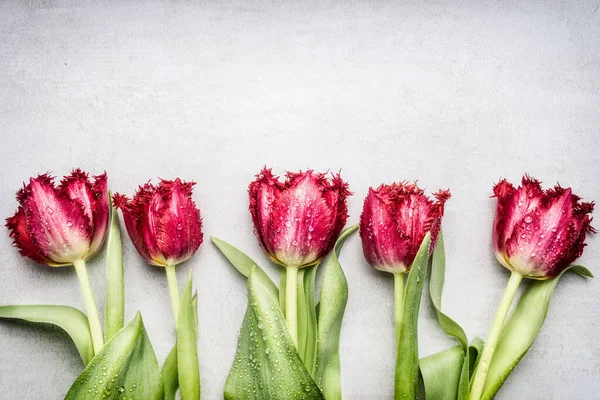 赤い縁取りのチューリップ 明るい灰色の背景の花の境界線 トップビュー 春の花のコンセプト — ストック写真