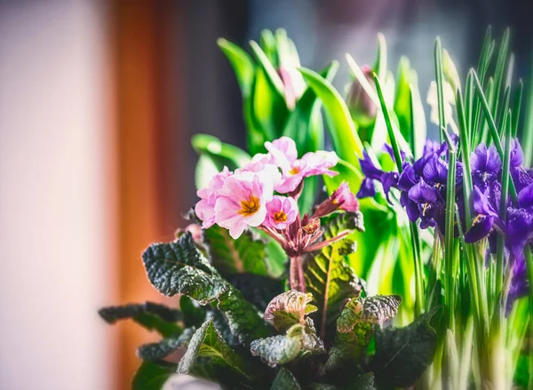 Κρεβάτι Ανοιξιάτικο Λουλούδι Primula Και Crocuses Μπροστινή Όψη — Φωτογραφία Αρχείου