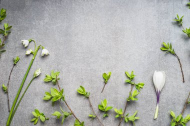 Kar damlalı bahar bitkisi, timsahlar, çiçekler ve bahar dalları, üst manzara. Bahar zamanı çiçek sınırı