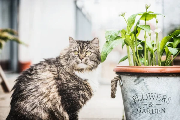 Katt Altan Med Blommor Kruka Utomhus — Stockfoto