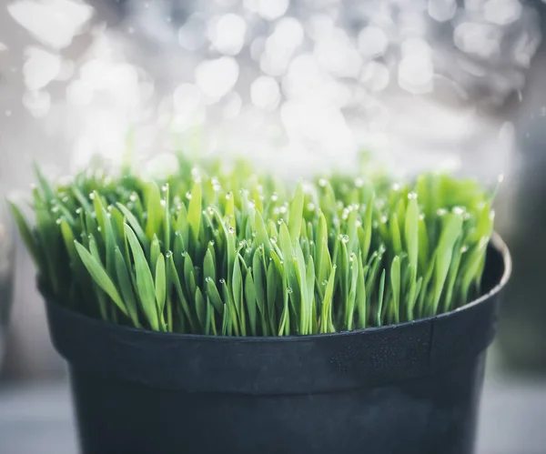 Green Grass Dew Drops Pot Bokeh Background — Stock Photo, Image