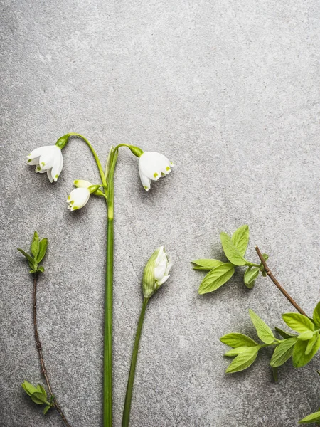Ανοιξιάτικο Φυτό Και Λουλούδια Γκρι Φόντο Πέτρα Top View — Φωτογραφία Αρχείου