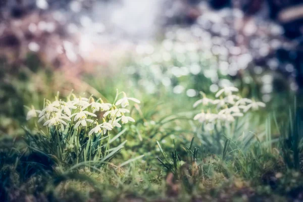 Όμορφη Άνοιξη Υπαίθρια Φύση Φόντο Snowdrops Ανθίζει Στον Κήπο Πάρκο — Φωτογραφία Αρχείου