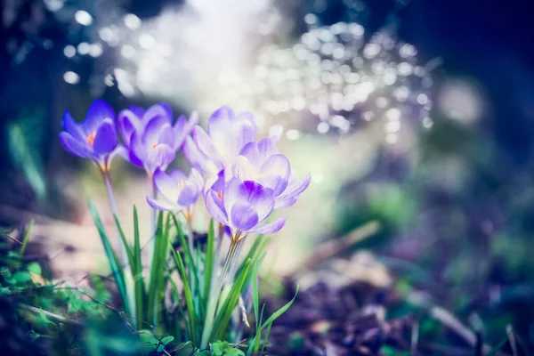 Hermosa Escena Naturaleza Primavera Con Flores Cocodrilos Bokeh Flare Primavera — Foto de Stock