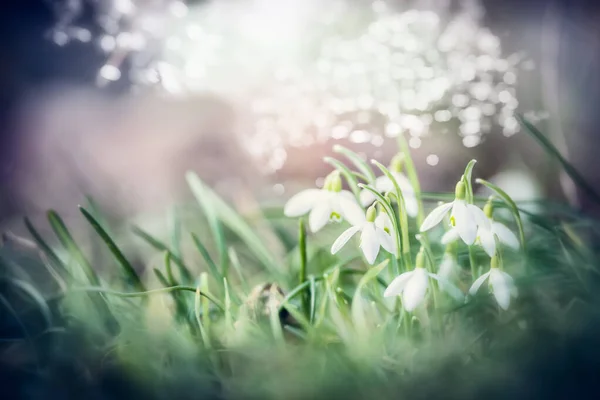 Close Flores Adoráveis Gotas Neve Grama Com Bokeh Primavera Livre — Fotografia de Stock