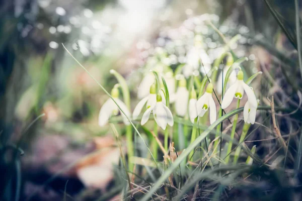 Vackra Snödroppar Blommor Trädgård Eller Park Utomhus — Stockfoto