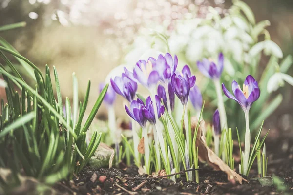 Dość Wiosna Zewnątrz Natura Tło Krokusów Kwiaty — Zdjęcie stockowe