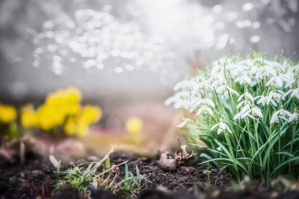 Precioso Jardín Primavera Parque Con Flores Gotas Nieve Fondo Natural —  Fotos de Stock