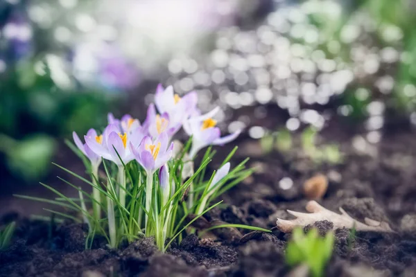 Vår Trädgård Eller Park Med Första Vackra Krokusar Blommor Utomhus — Stockfoto