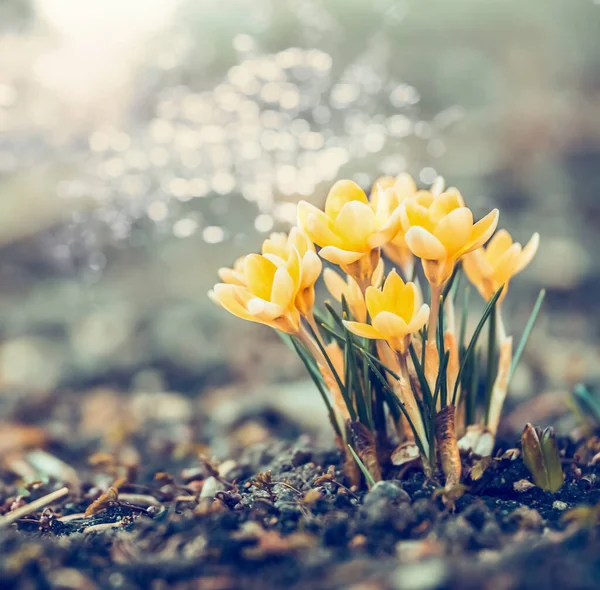 Amarelo Crocos Flores Jardim Parque Com Bokeh Primavera Livre Natureza — Fotografia de Stock